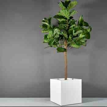 Jay Scotts Fiberglass Montroy Cube Planter, Matte White