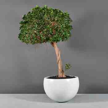 Jay Scotts Fiberglass Tarragona Tapered Bowl Planter, Matte White