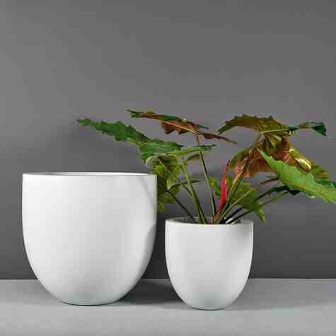 Jay Scotts Fiberglass Alzira Tapered Round Planter, Matte White