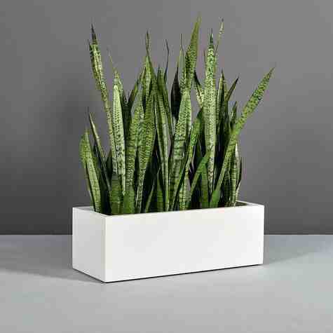 Jay Scotts Fiberglass Cuba Rectangle Planter, Matte White