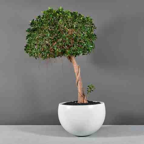 Jay Scotts Fiberglass Tarragona Tapered Bowl Planter, Matte White