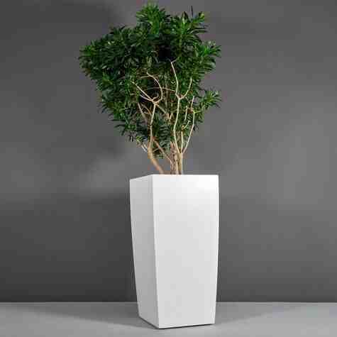 Jay Scotts Fiberglass Toulan Tapered Rectangle Planter, Matte White