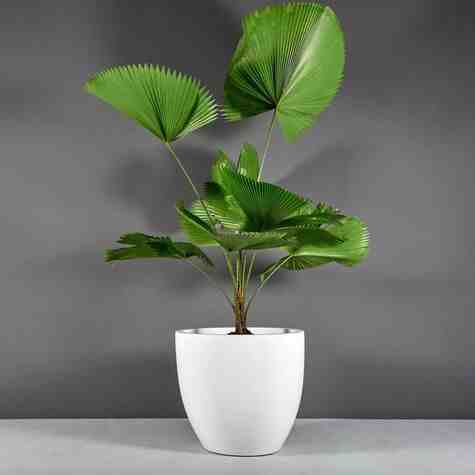 Jay Scotts Fiberglass Wannsee Tapered Round Planter, Matte White